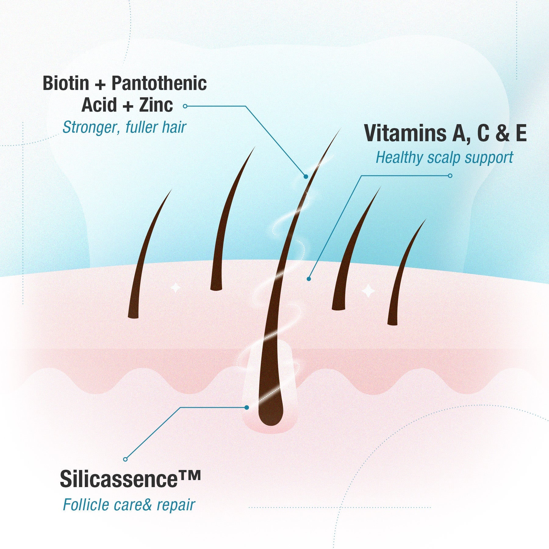 Illustration of hair follicles with labeled ingredients for hair health on a light blue and pink background.