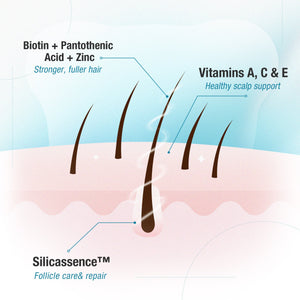 Illustration of hair follicles with labeled ingredients for hair health on a light blue and pink background.